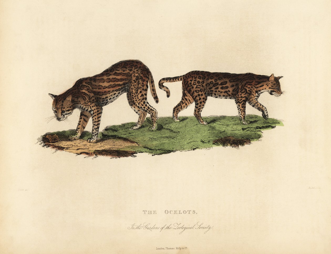 Ocelot, Leopardus pardalis. de William Smellie