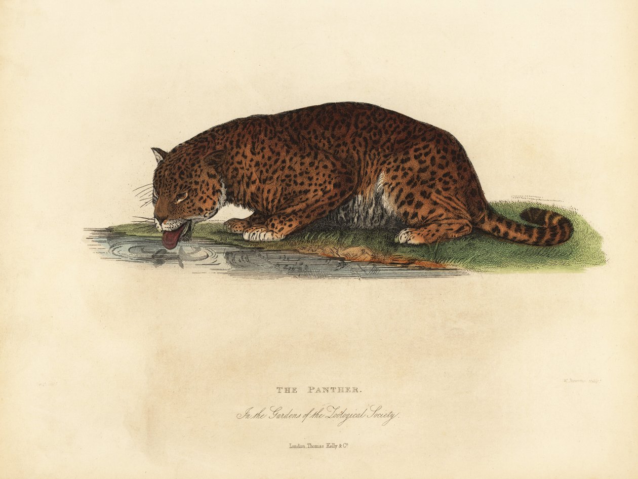 Panther, Panthera pardus ou Panthera onca. de William Smellie