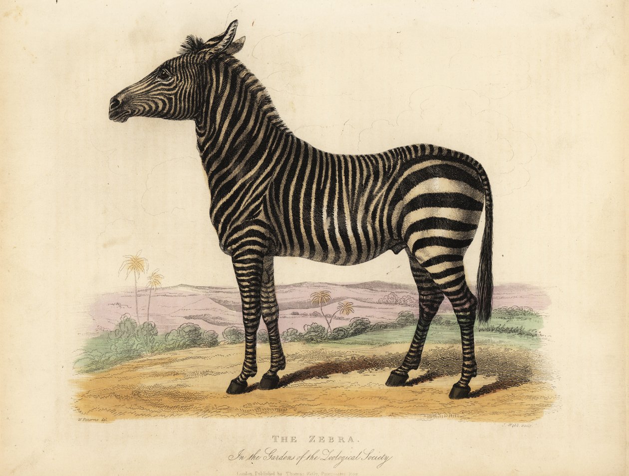 Zebra das planícies, Equus quagga. de William Smellie