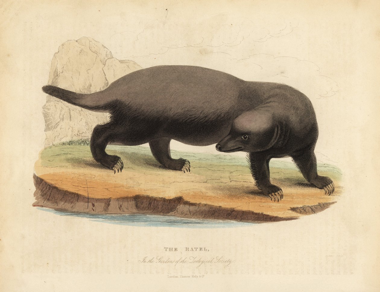 Ratel ou texugo de mel, Mellivora capensis. de William Smellie