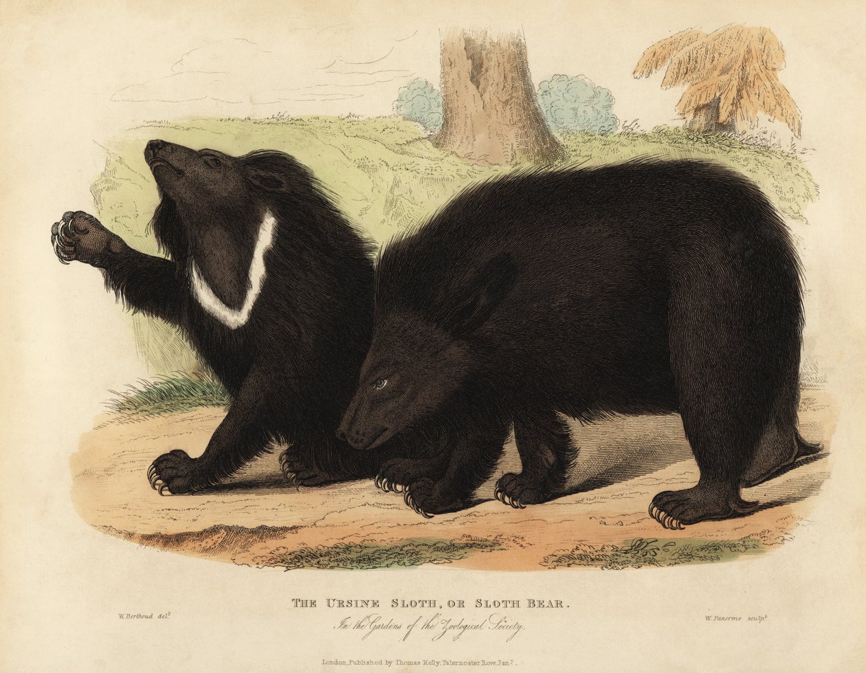 Urso preguiçoso, Melursus ursinus. Vulnerável. de William Smellie