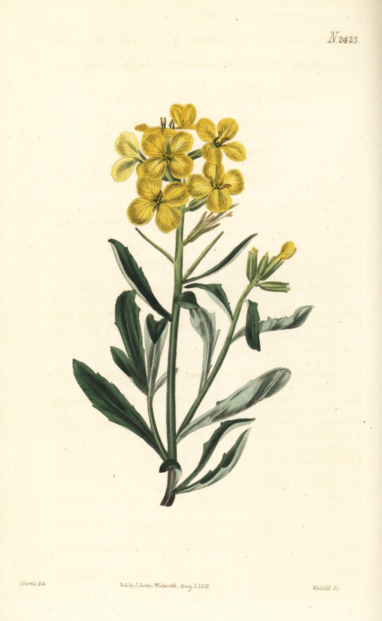 Erysimum odoratum (mostarda de sebe alpina com aroma doce, Erysium lanceolatum menos). Gravura em chapa de cobre colorida à mão por Weddell após uma ilustração botânica de John Curtis da revista Botanical Magazine de William Curtis, Samuel Curtis, Londres de William Smellie