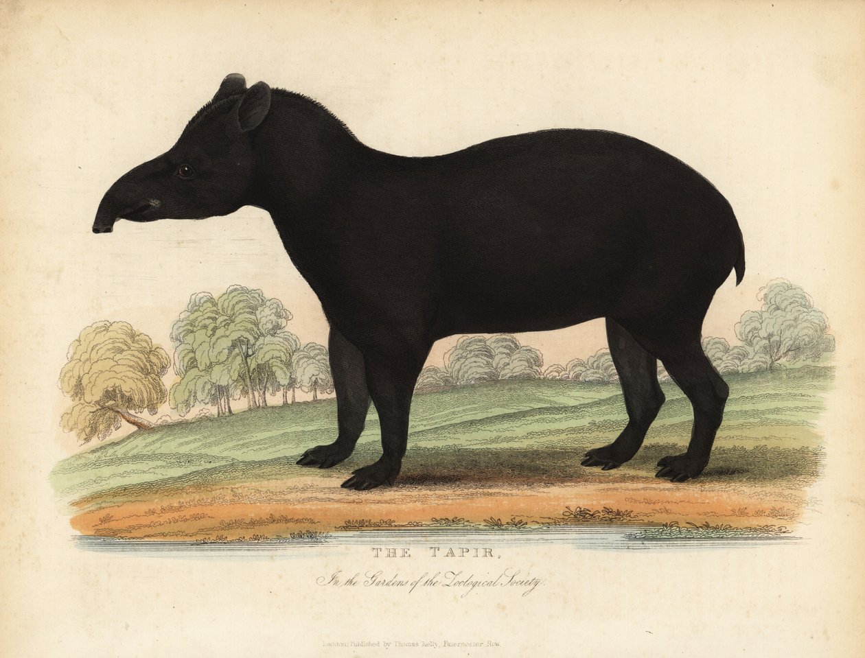 Anta sul-americana, Tapirus terrestris, vulnerável. de William Smellie