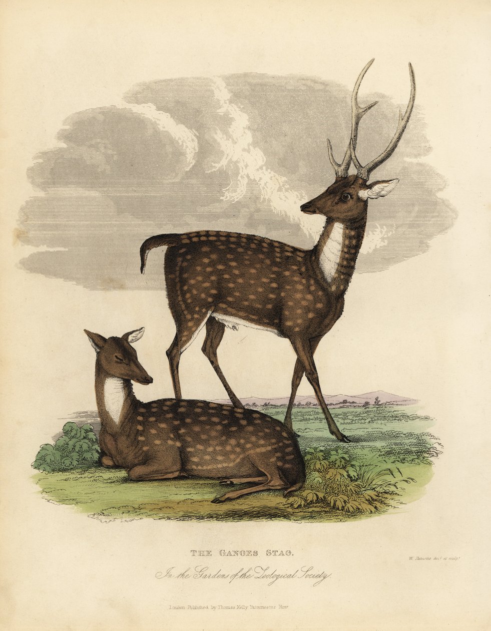 Veado do pântano ou barasingha, Rucervus duvaucelii. de William Smellie