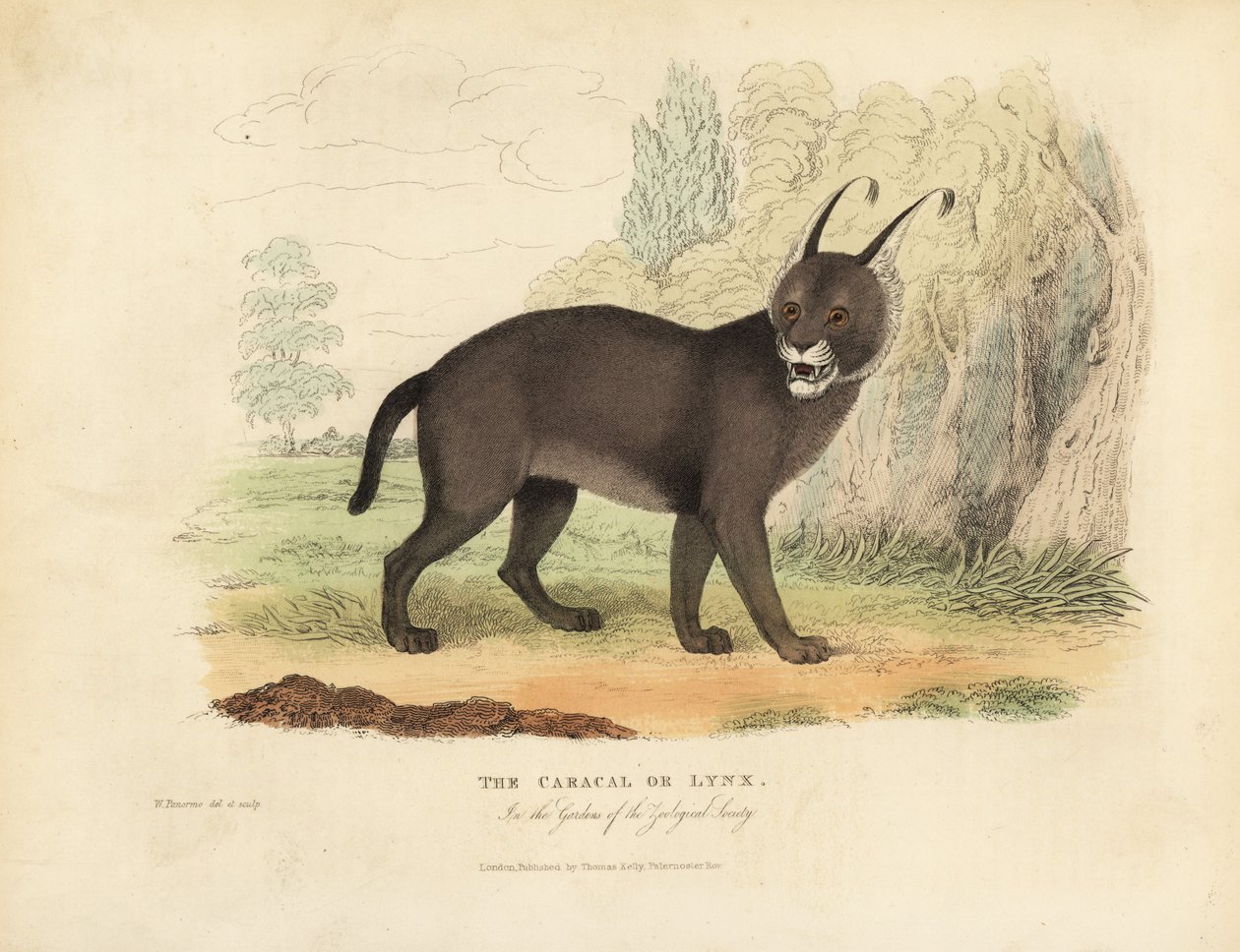 O Caracal ou o lince. de William Smellie