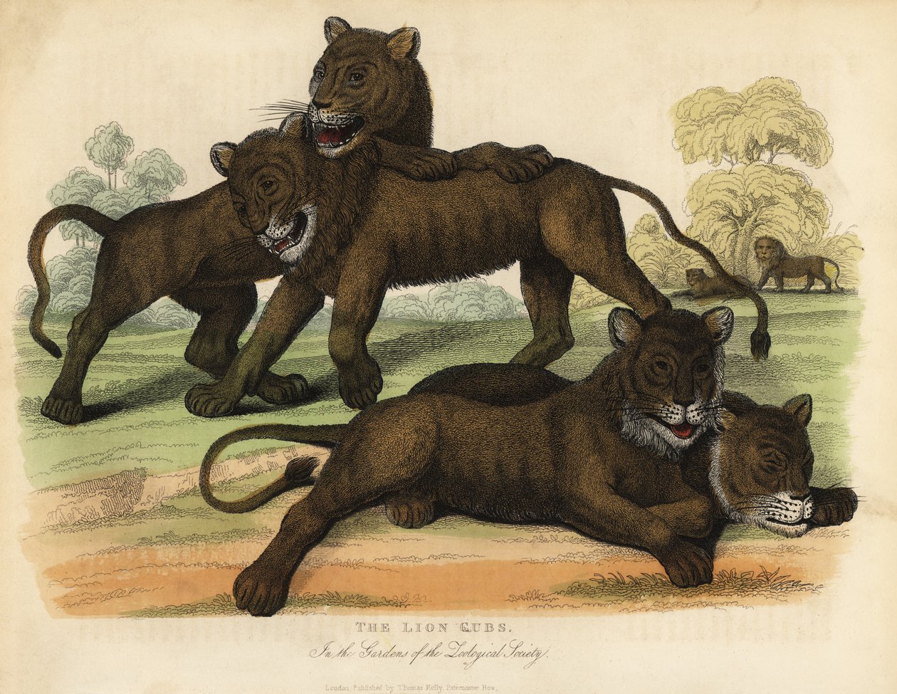 Os Leõezinhos Leãozinhos nos Jardins da Sociedade Zoológica. de William Smellie
