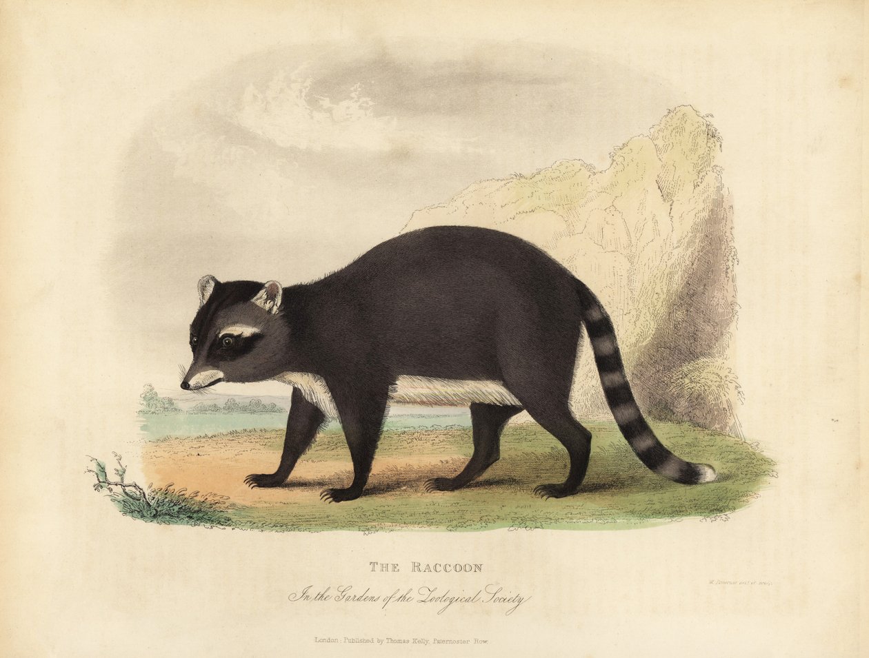 O Raccoon, Procyon lotor. de William Smellie