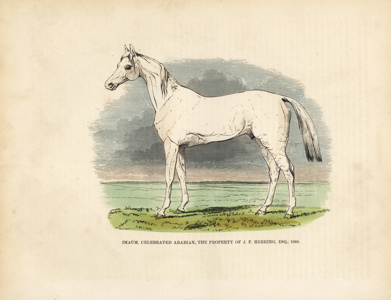 O cavalo árabe puro-sangue Imaum. de William Smellie