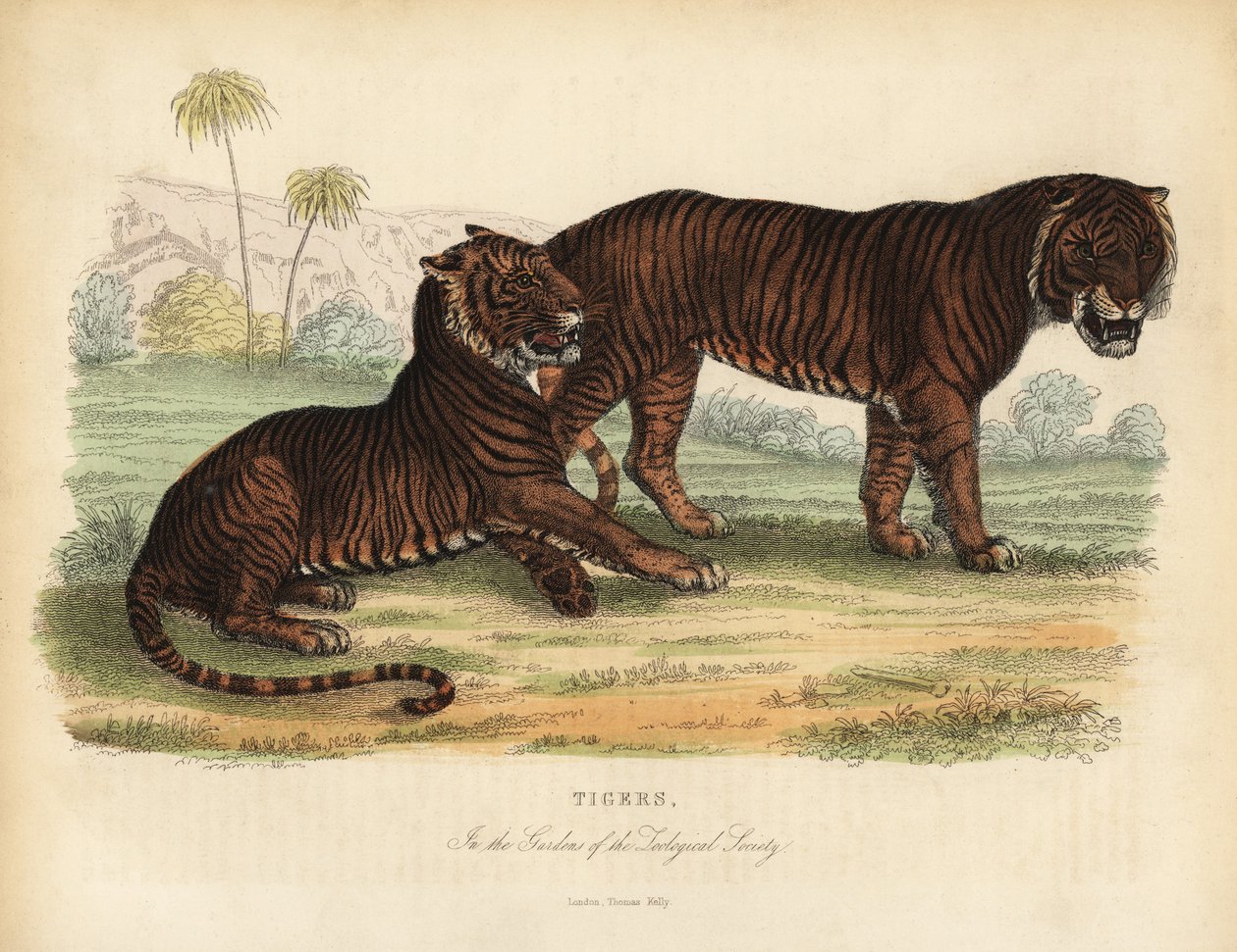 Tigre, Panthera tigris, em perigo de extinção. de William Smellie