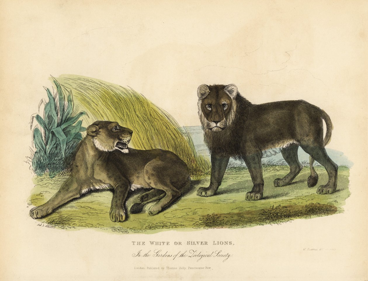 Leões brancos ou prateados, Panthera leo melanochaita. de William Smellie