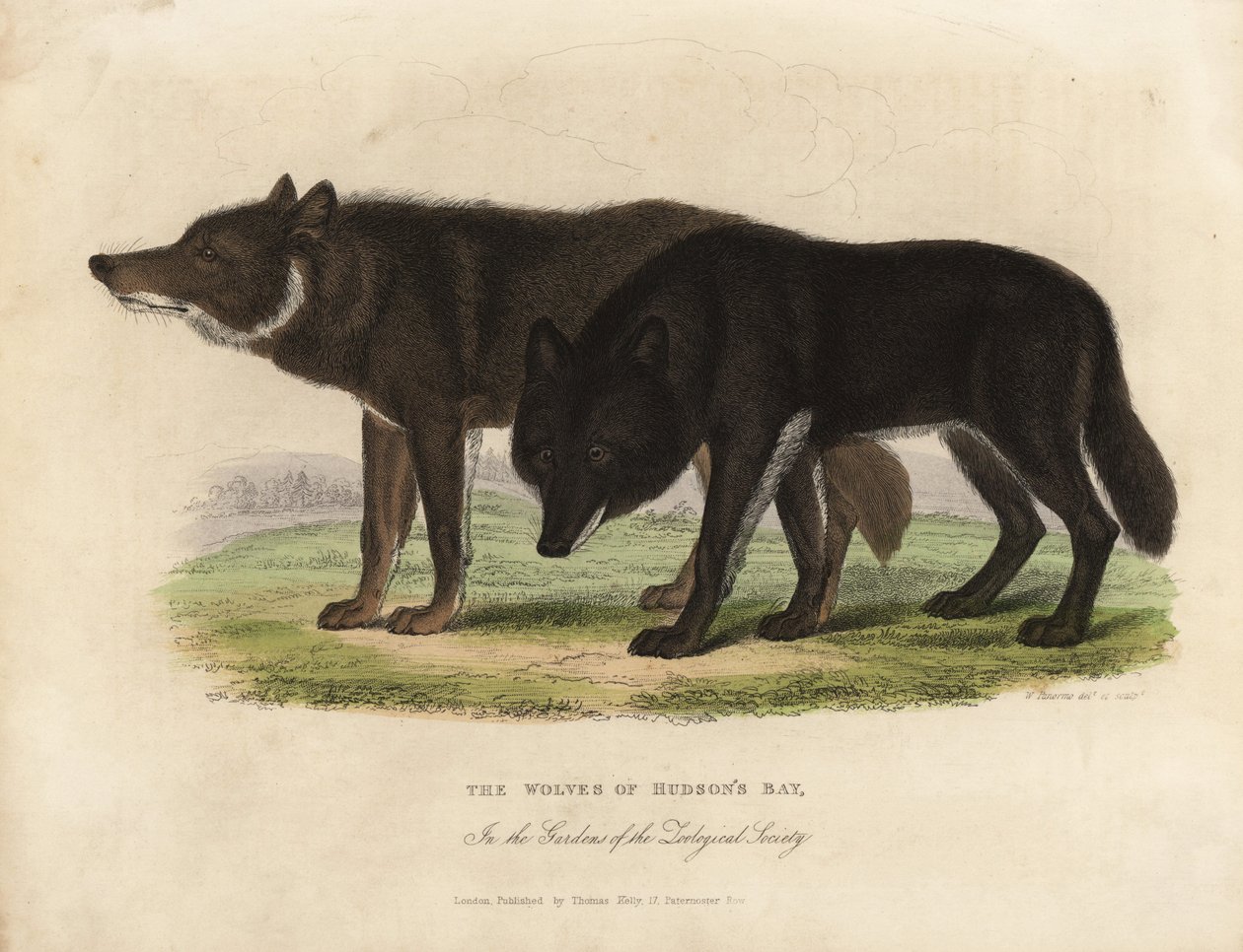 Lobos de Hudson Bay, Canis lupus. de William Smellie