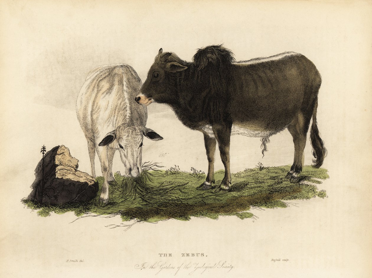 Zebu, Bos primigenius indicus. de William Smellie
