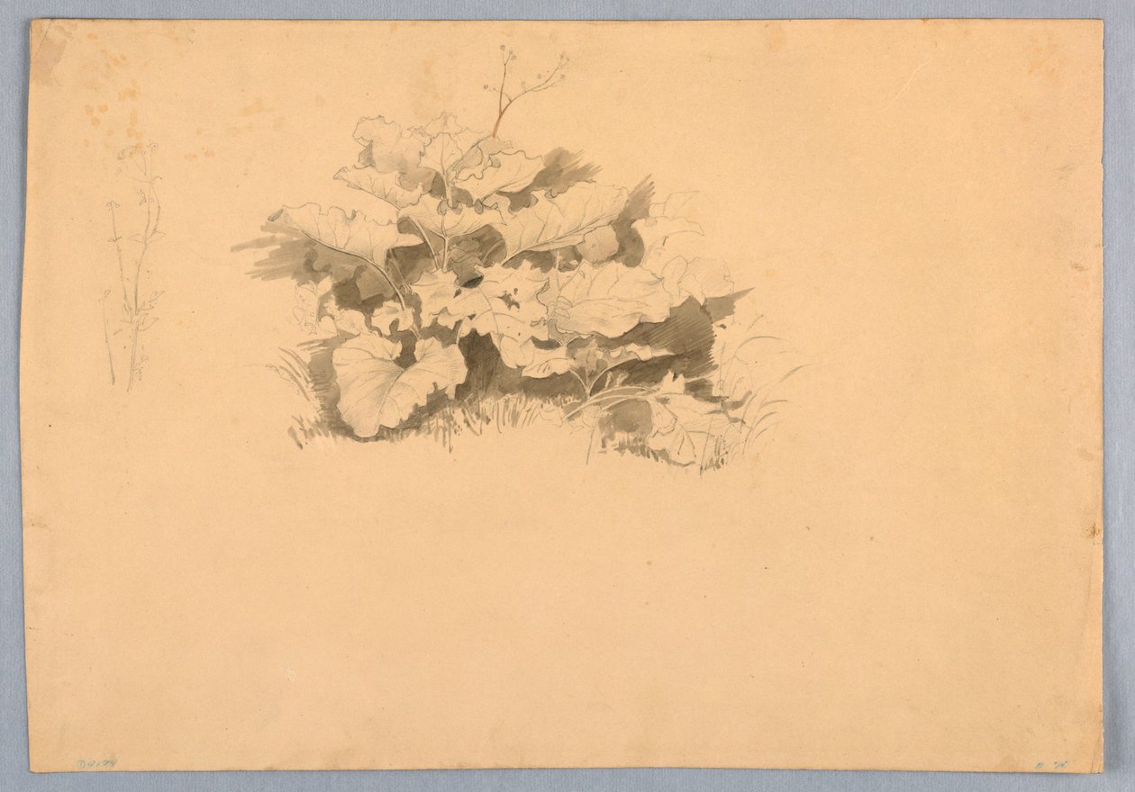 Estudo da folhagem de William Stanley Haseltine