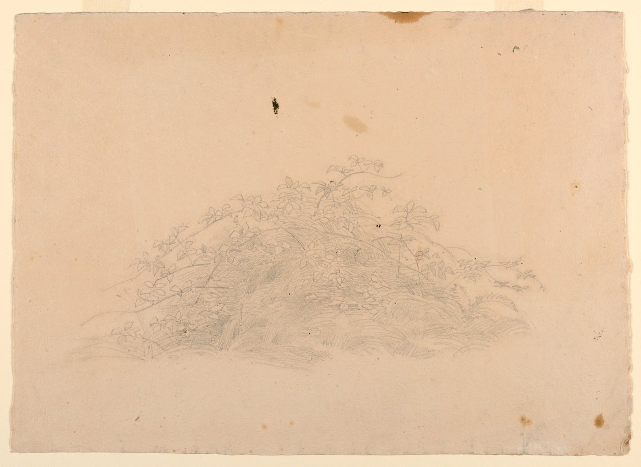 Estudo da folhagem de William Stanley Haseltine