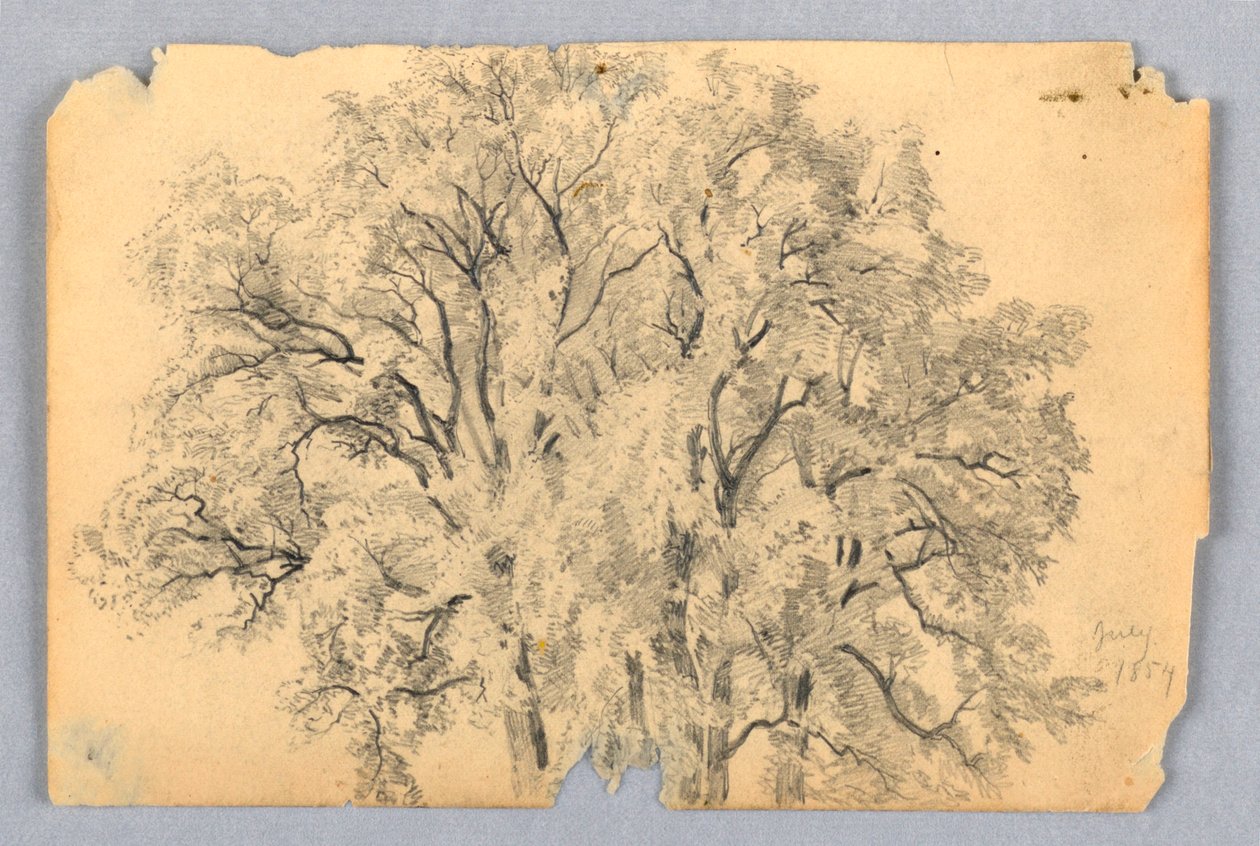 Estudo do olmo de William Trost Richards