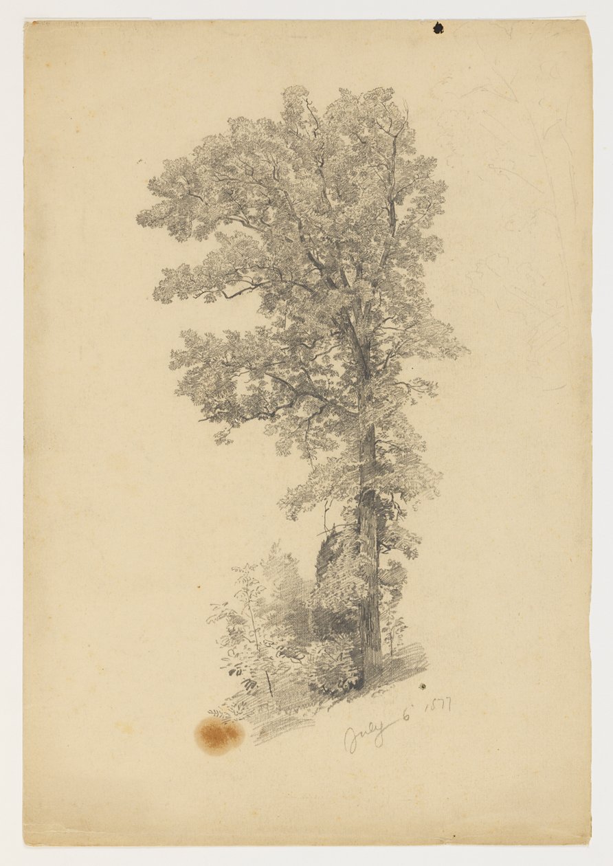 Estudo da folhagem de William Trost Richards