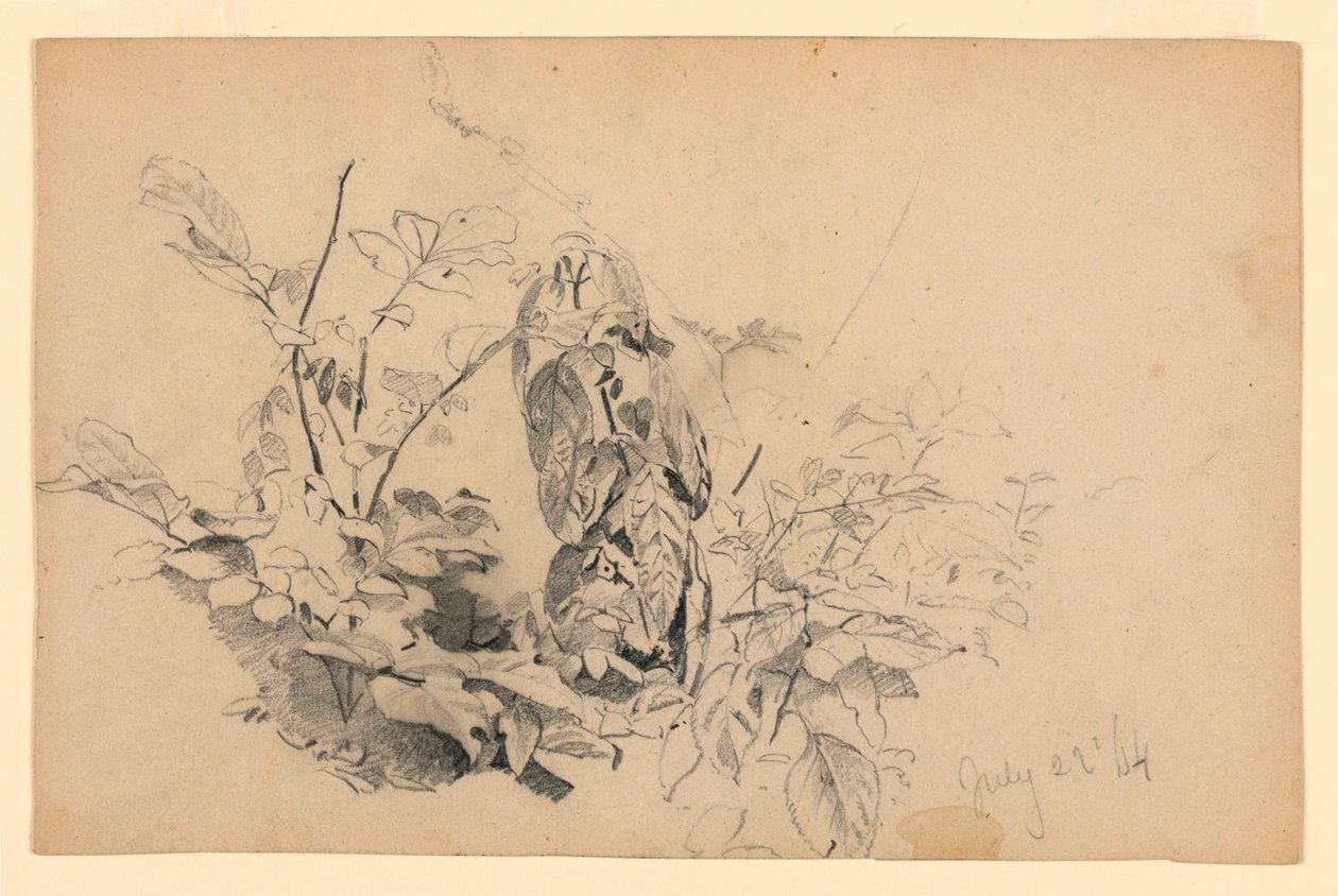 Estudo da folhagem de William Trost Richards