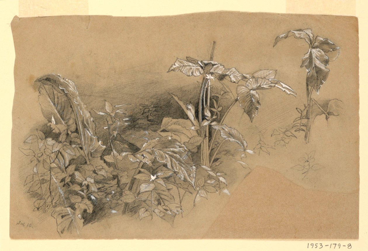 Estudo da folhagem de William Trost Richards