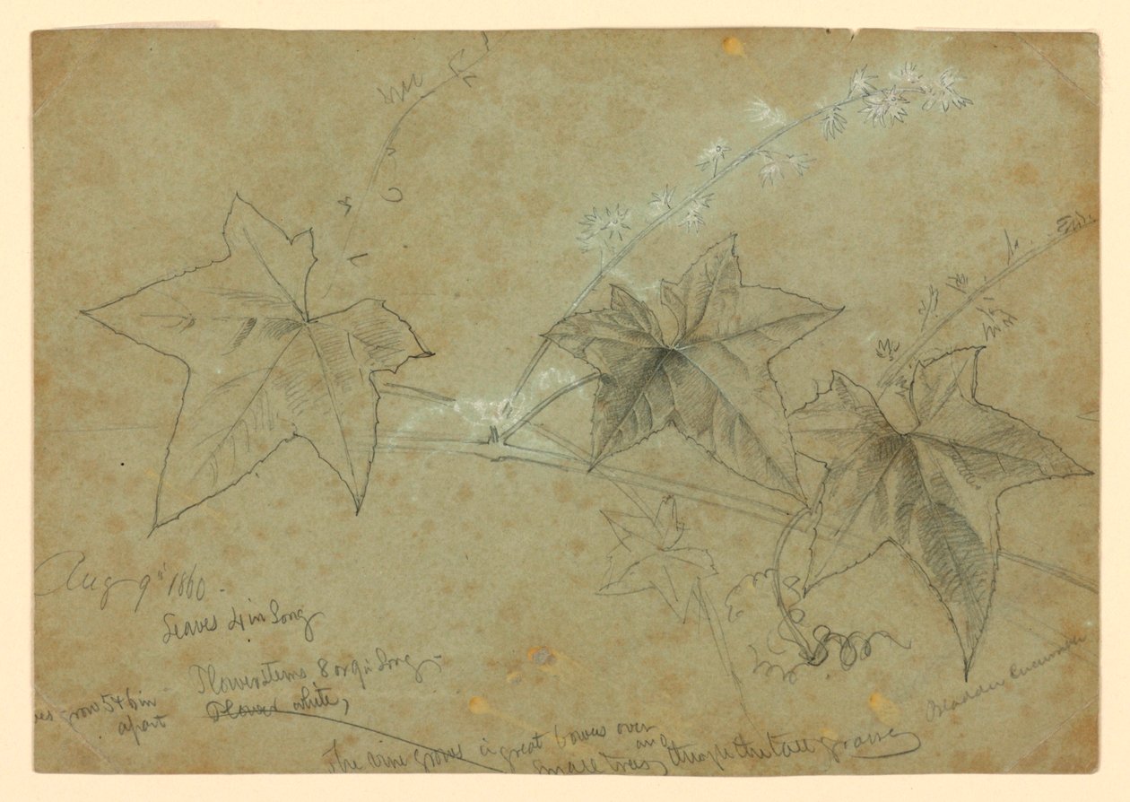 Estudo da folhagem de William Trost Richards