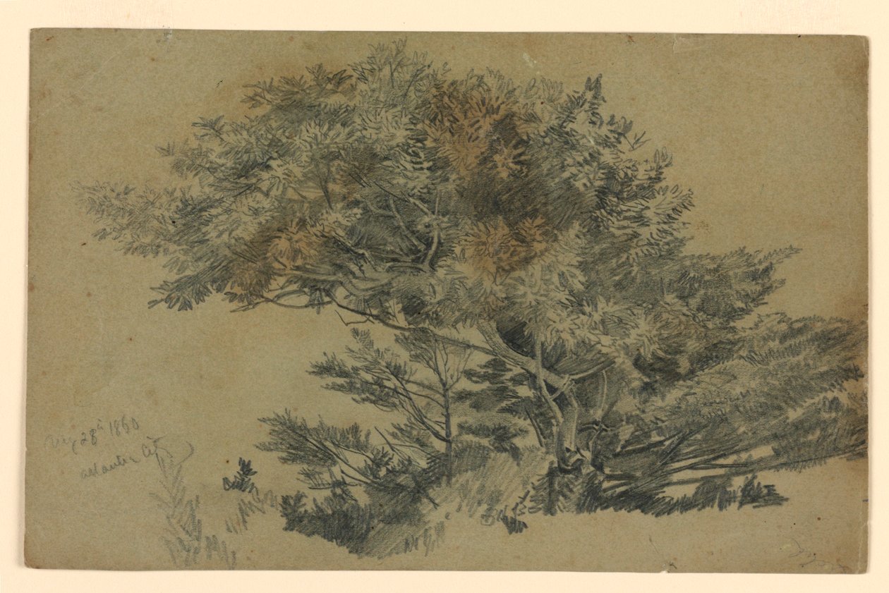 Estudo da folhagem de William Trost Richards