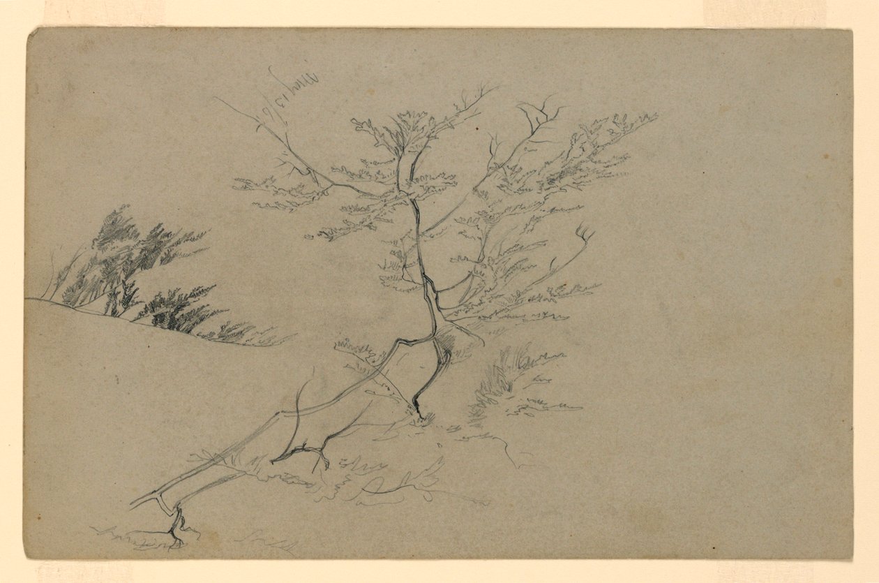 Estudo da folhagem de William Trost Richards