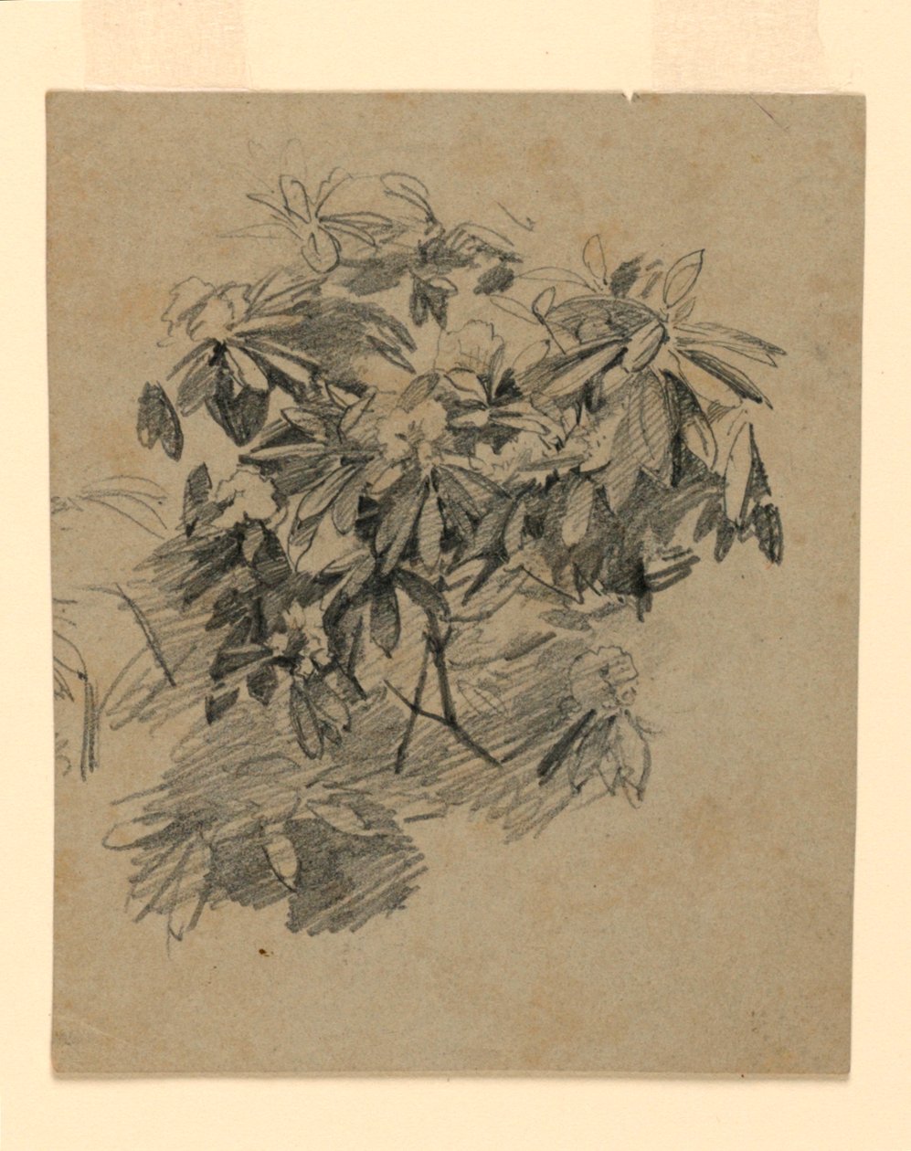 Estudo da folhagem de William Trost Richards