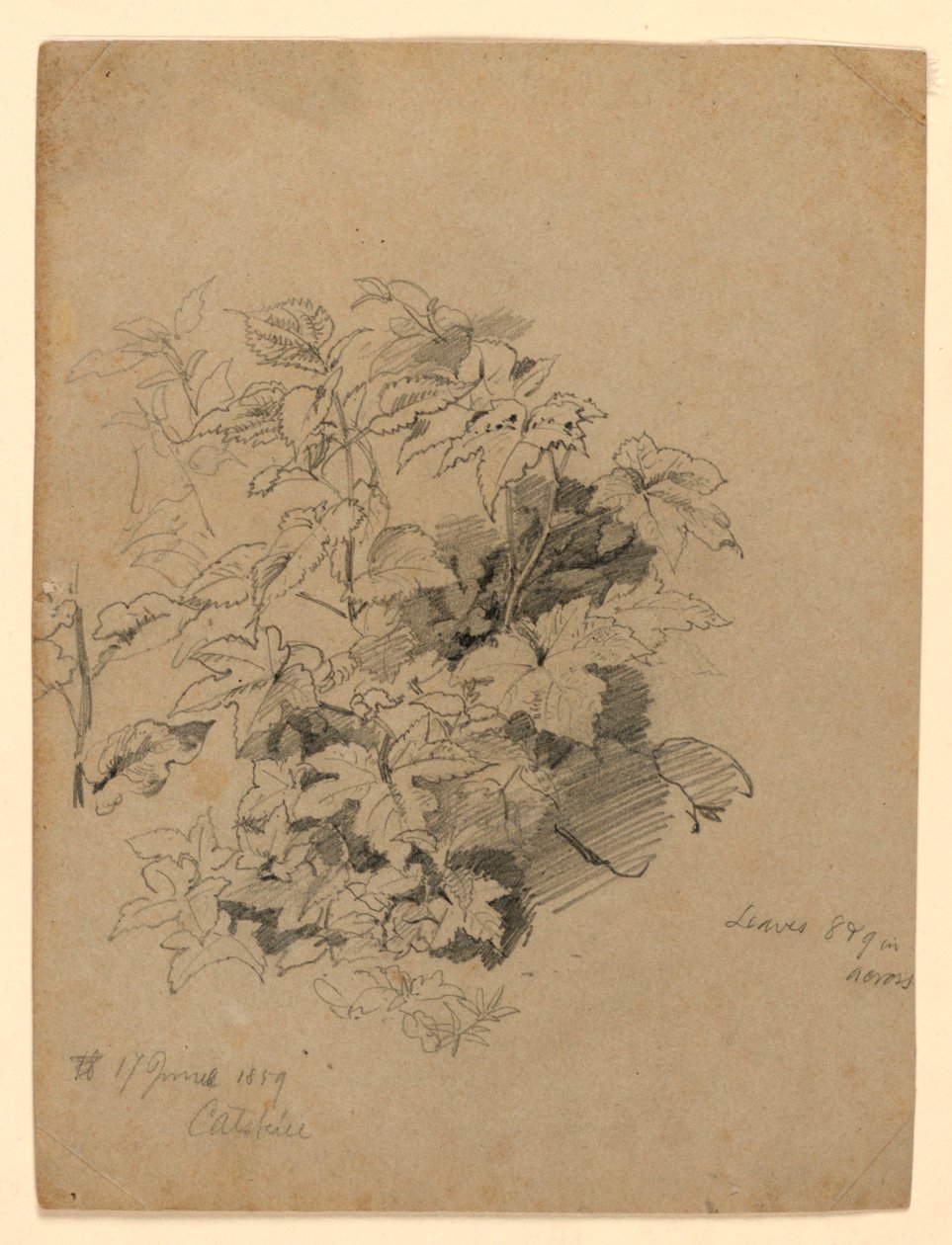 Estudo da folhagem de William Trost Richards