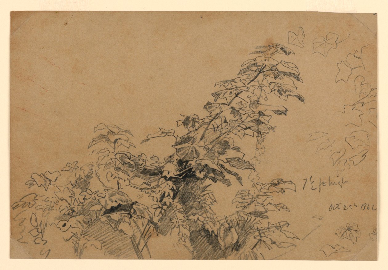 Estudo da folhagem de William Trost Richards