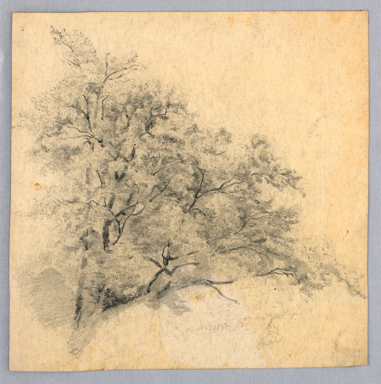 Estudo da folhagem de William Trost Richards