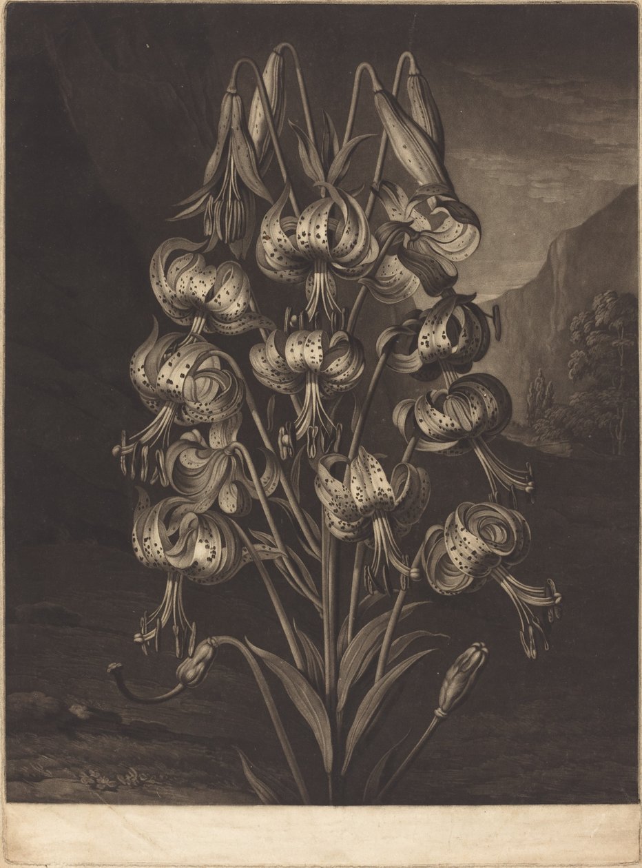 O soberbo lírio de William Ward after Philip Reinagle