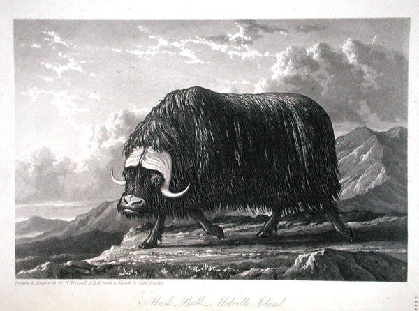 Musk Bull, Melville Island, do 