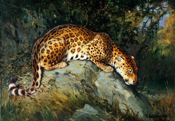 Um Leopardo agachado sobre uma rocha (óleo sobre tela colocado a bordo) de William Woodhouse
