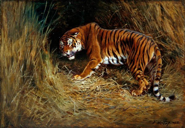Um Prowling Tiger (óleo sobre tela colocado a bordo) de William Woodhouse