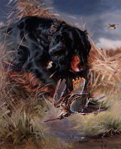 Gordon Setter entre palhetas de William Woodhouse