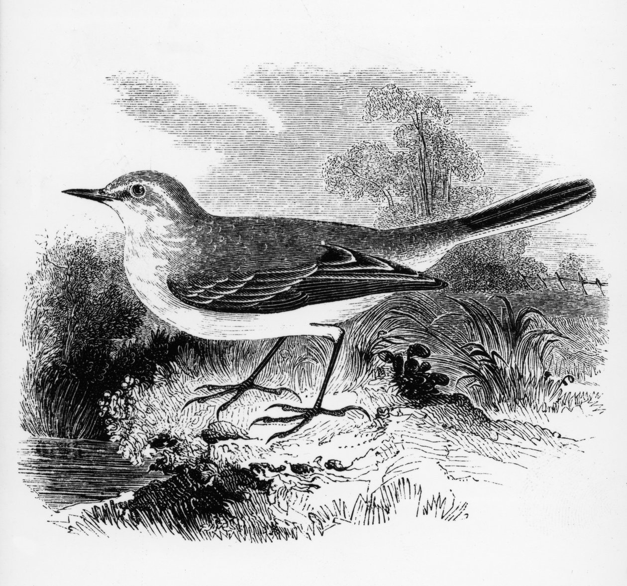 Alvéola de Ray, ilustração de "Uma História dos Pássaros Britânicos", de William Yarrell, publicada pela primeira vez em 1843 de William Yarrell