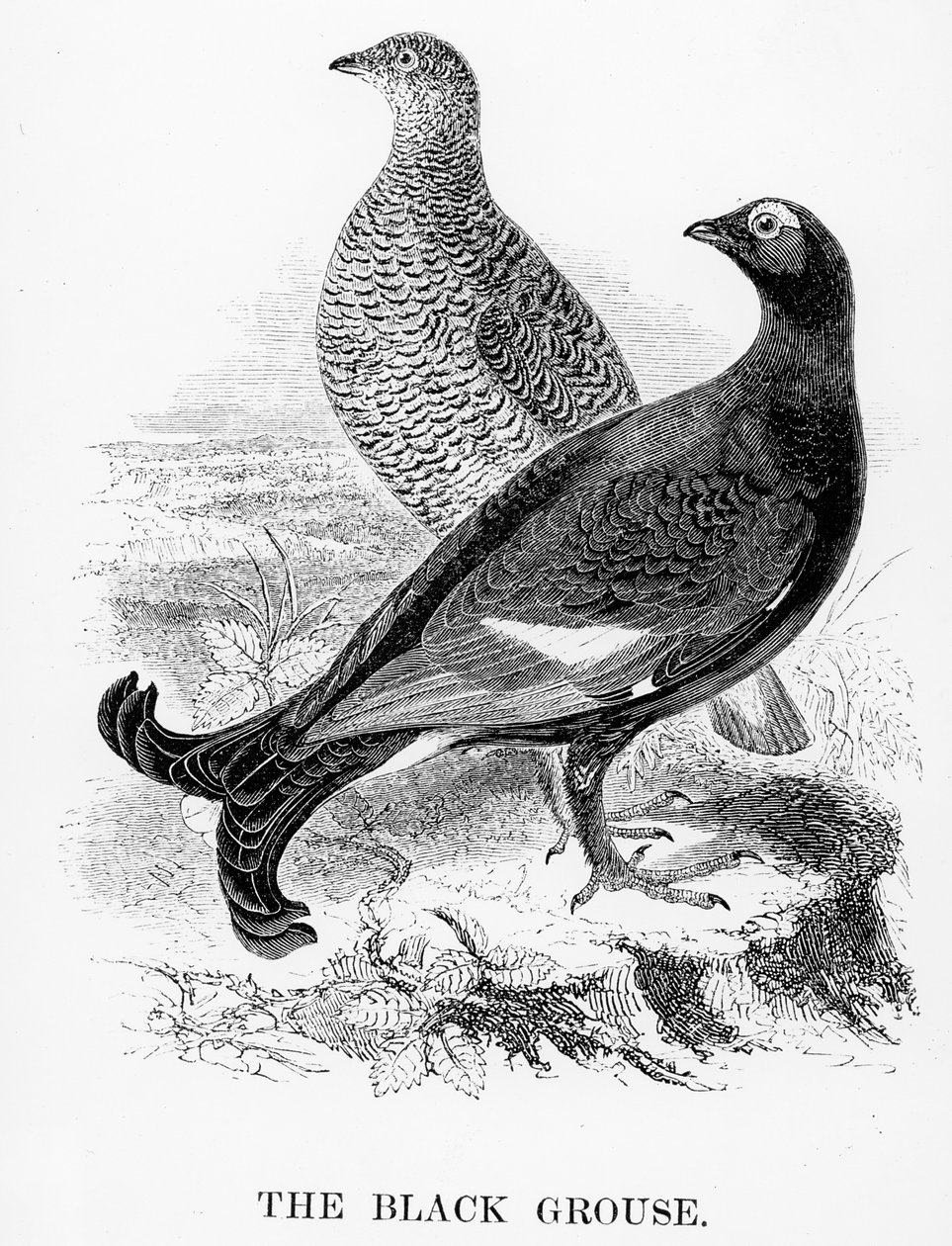 The Black Grouse, ilustração de "A History of British Birds", de William Yarrell, publicado pela primeira vez em 1843 de William Yarrell