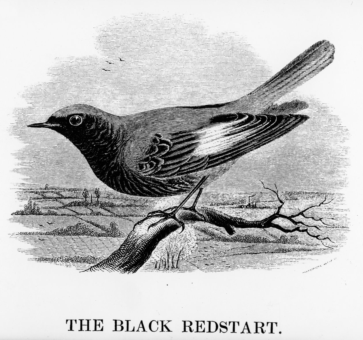 O Black Redstart, ilustração de &39;A History of British Birds&39;, de William Yarrell, publicado pela primeira vez em 1843 (xilogravura) de William Yarrell