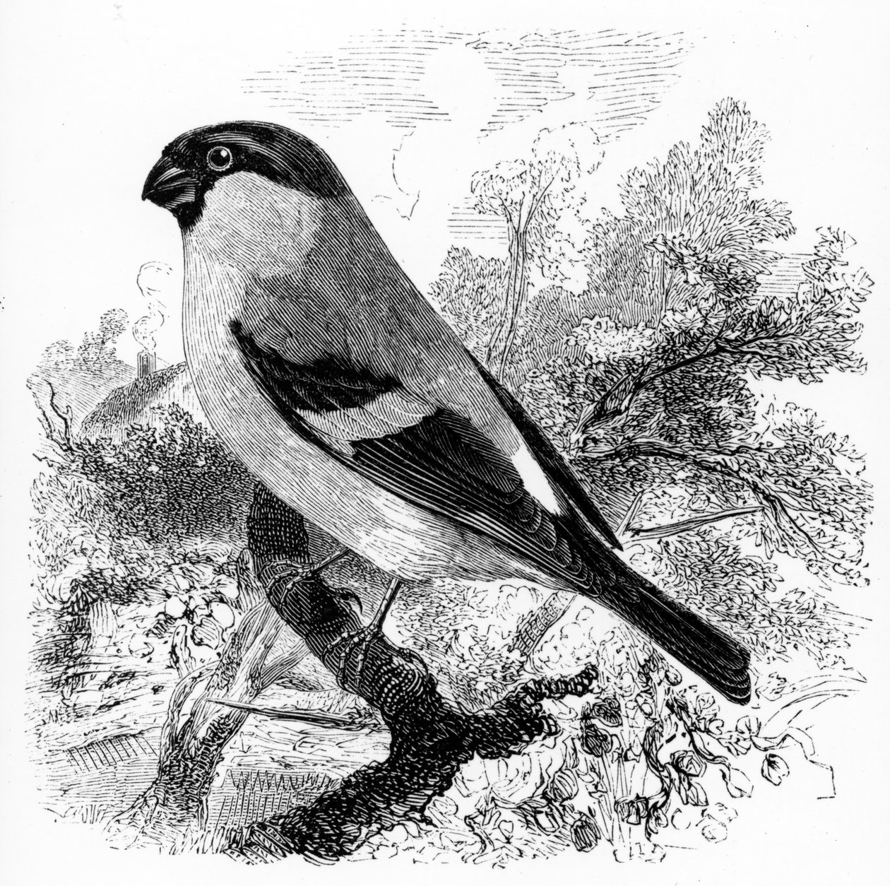 O Bullfinch, ilustração de &39;A History of British Birds&39;, de William Yarrell, publicado pela primeira vez em 1843 de William Yarrell
