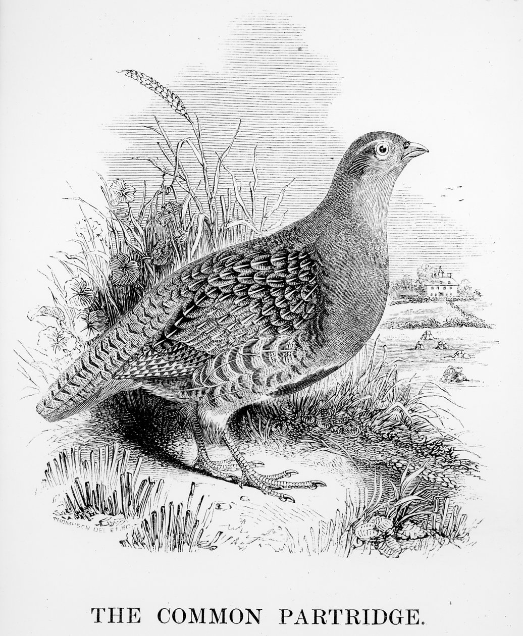 A Perdiz Comum, ilustração de "Uma História dos Pássaros Britânicos", de William Yarrell, publicado pela primeira vez em 1843 de William Yarrell