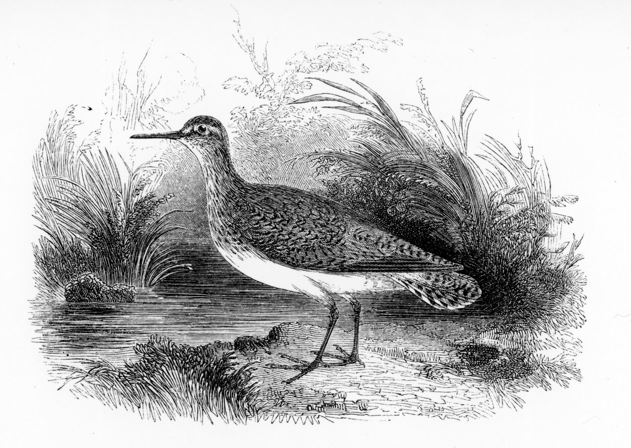 O maçarico comum, ilustração de &39;Uma história de pássaros britânicos&39; por William Yarrell, publicado pela primeira vez em 1843 de William Yarrell
