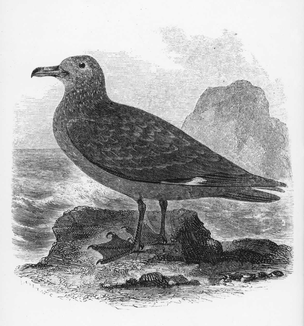 The Common Skua, ilustração de "Uma História dos Pássaros Britânicos", de William Yarrell, publicado pela primeira vez em 1843 de William Yarrell