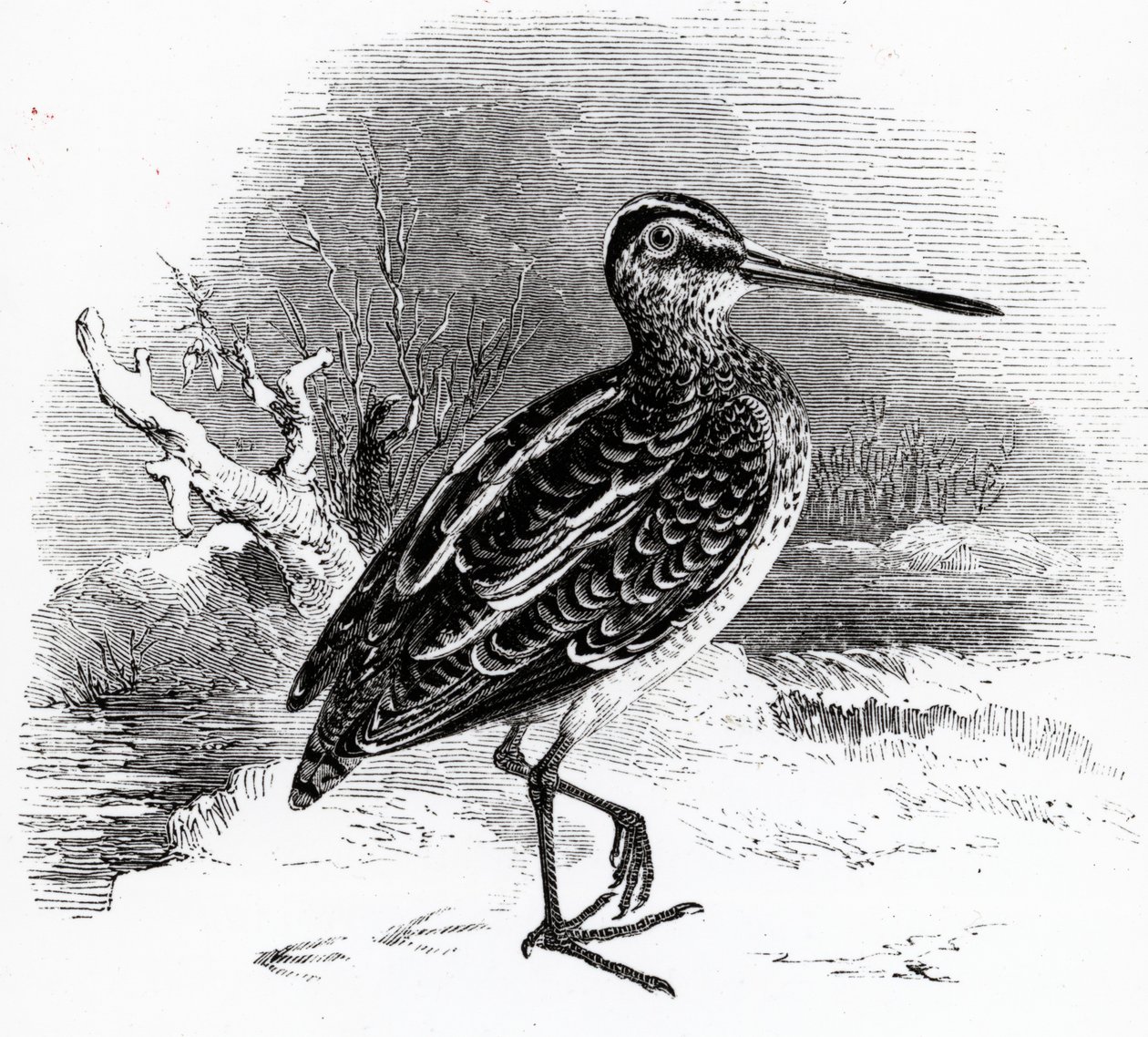 The Common Snipe, ilustração de "A History of British Birds", de William Yarrell, publicado pela primeira vez em 1843 de William Yarrell
