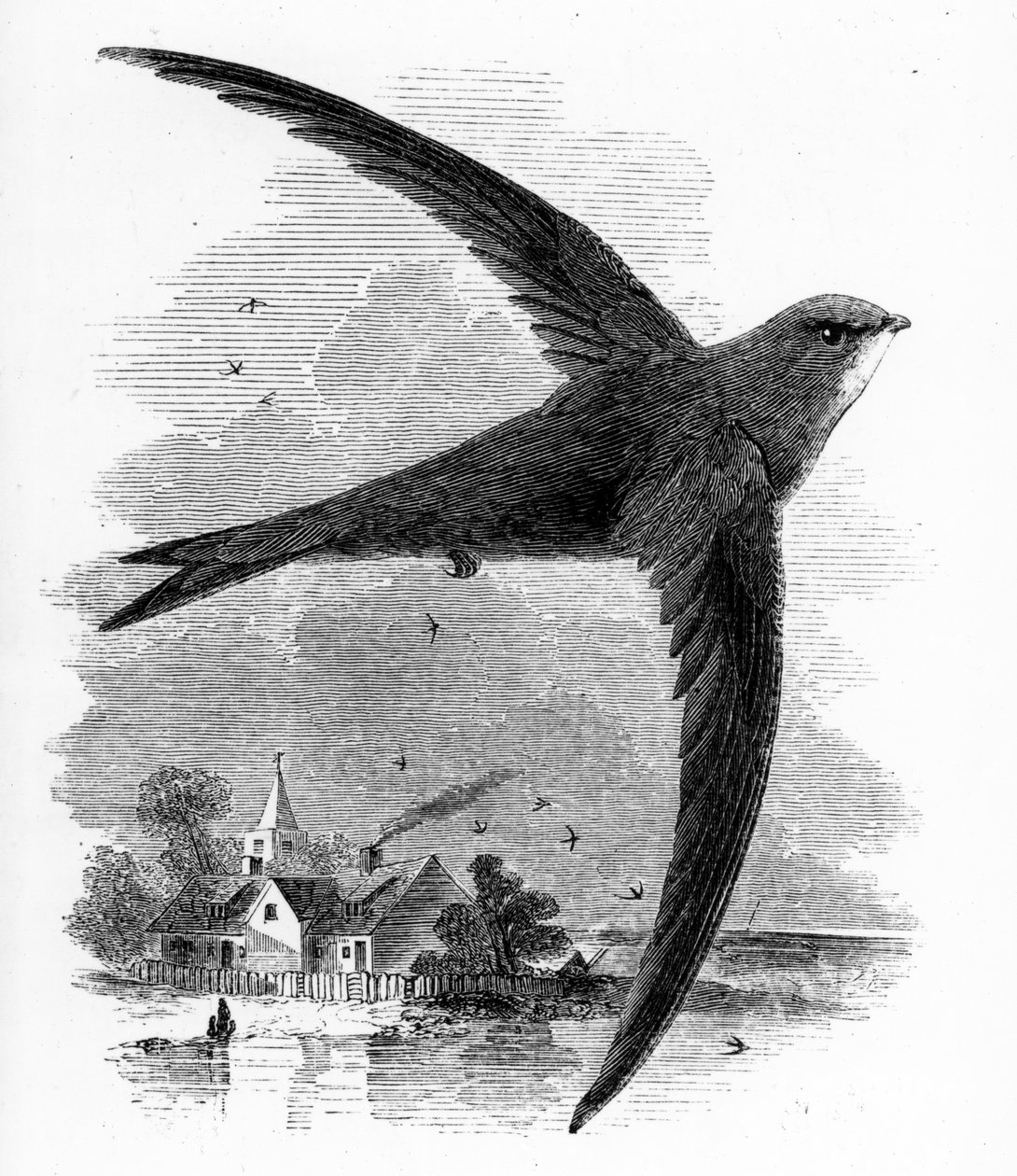 The Common Swift, ilustração de "Uma História dos Pássaros Britânicos", de William Yarrell, publicado pela primeira vez em 1843 de William Yarrell