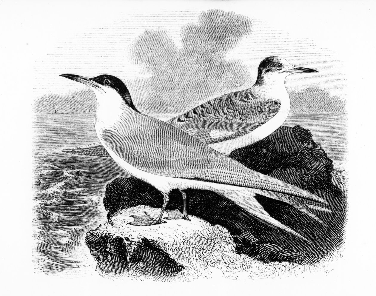 O Garajau comum, ilustração de "Uma História dos Pássaros Britânicos", de William Yarrell, publicado pela primeira vez em 1843 de William Yarrell