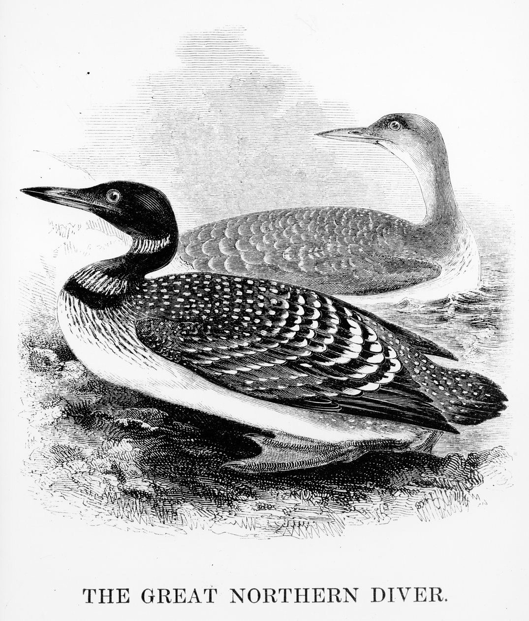 O Grande Mergulhador do Norte, ilustração de "Uma História dos Pássaros Britânicos", de William Yarrell, publicado pela primeira vez em 1843 (xilogravura) de William Yarrell