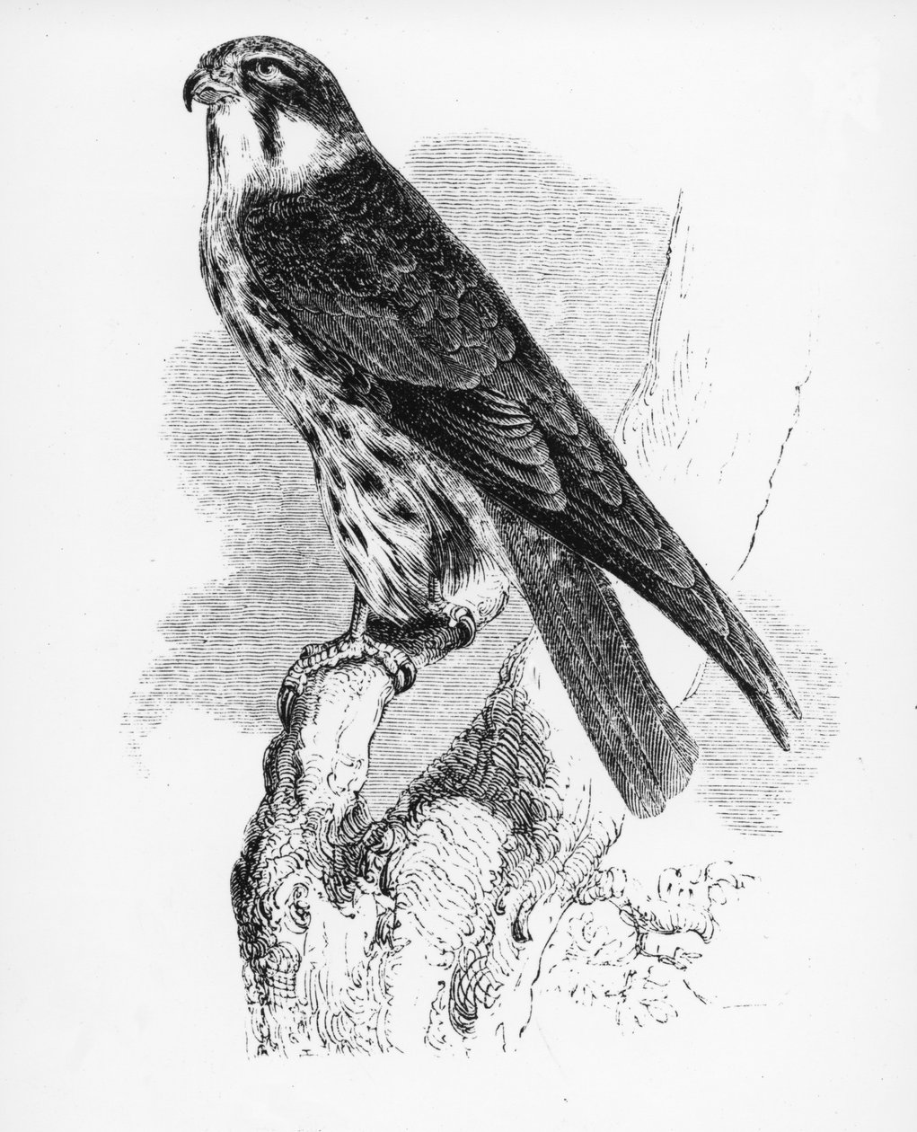 The Hobby, ilustração de "Uma História dos Pássaros Britânicos", de William Yarrell, publicado pela primeira vez em 1843 de William Yarrell