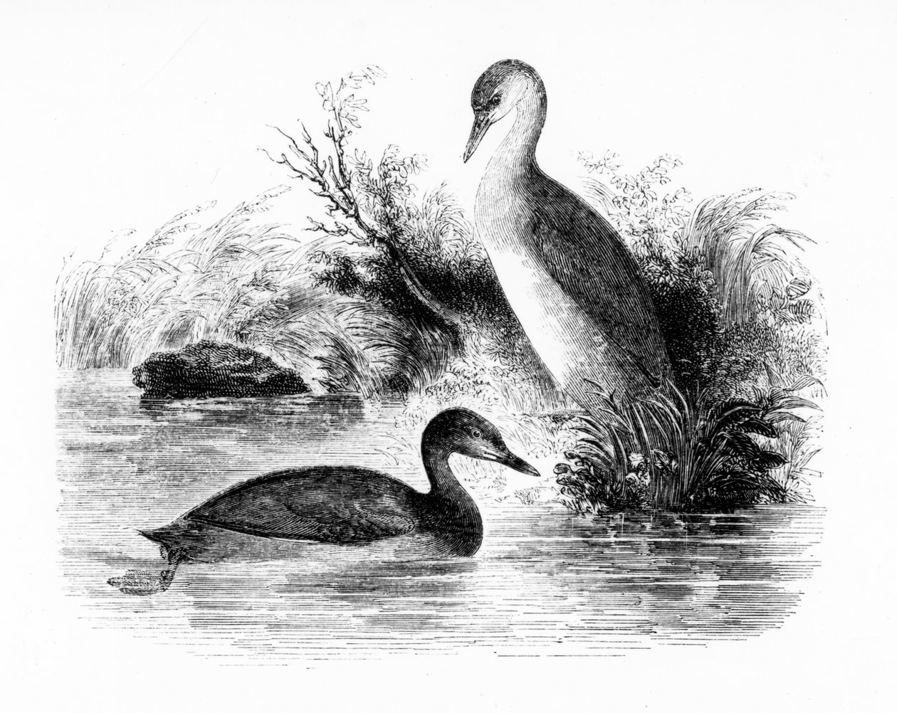 O Pequeno Mergulhão, ou Dabchick, ilustração de "Uma História dos Pássaros Britânicos", de William Yarrell, publicado pela primeira vez em 1843 de William Yarrell
