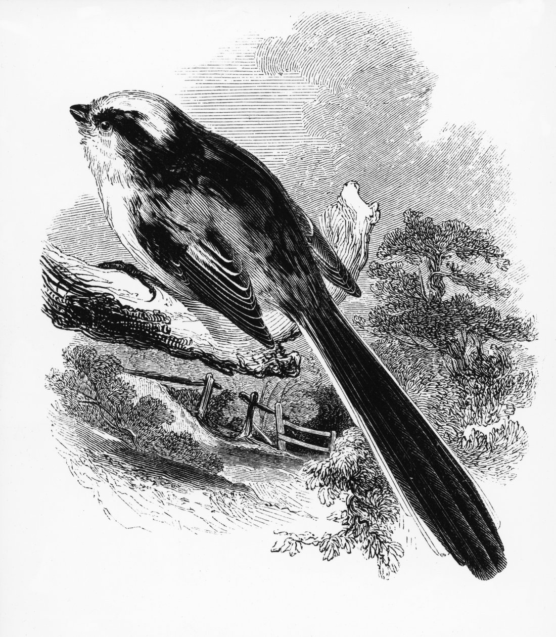 O Long-Tailed Tit, ilustração de &39;A History of British Birds&39; por William Yarrell, publicado pela primeira vez em 1843 de William Yarrell