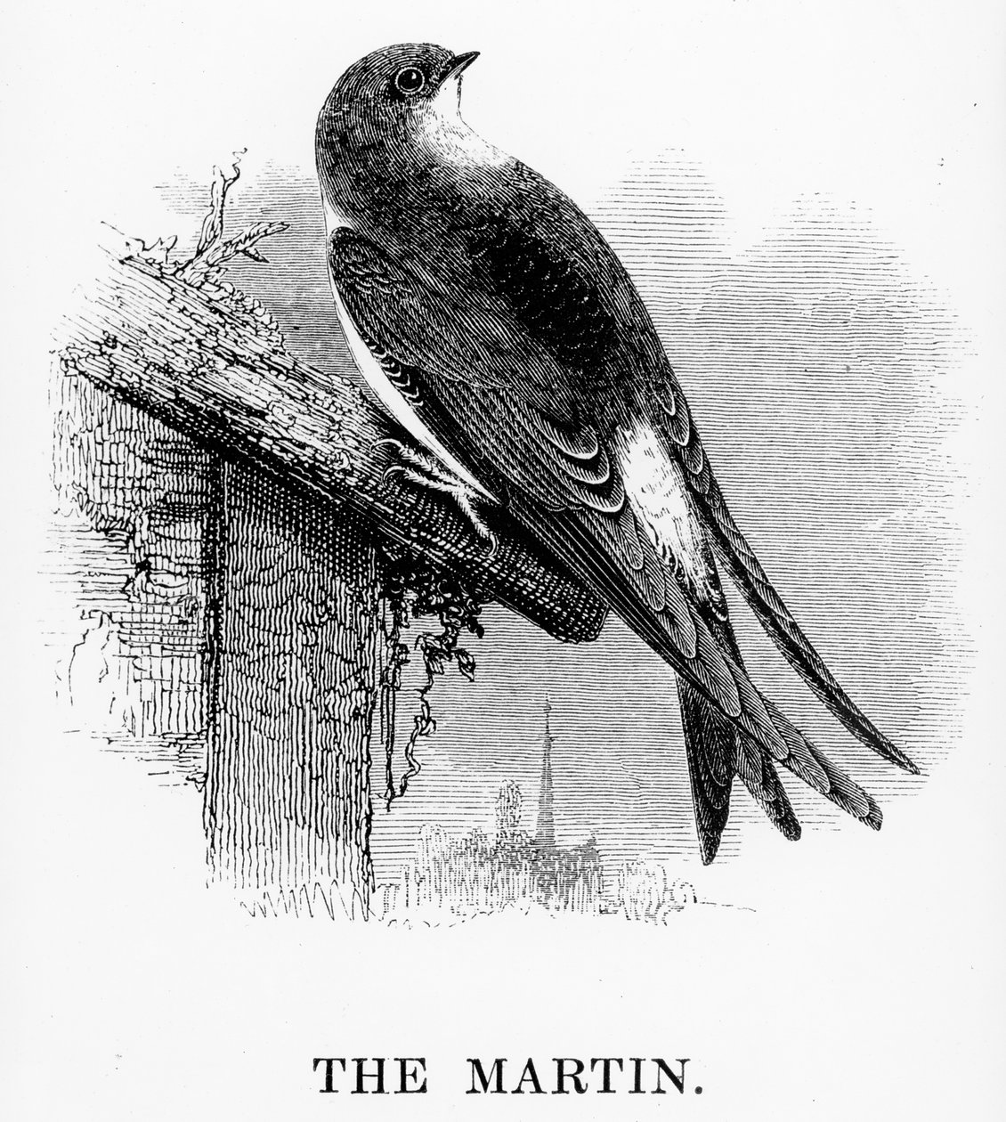 O Martin, ilustração de "A History of British Birds", de William Yarrell, publicado pela primeira vez em 1843 de William Yarrell