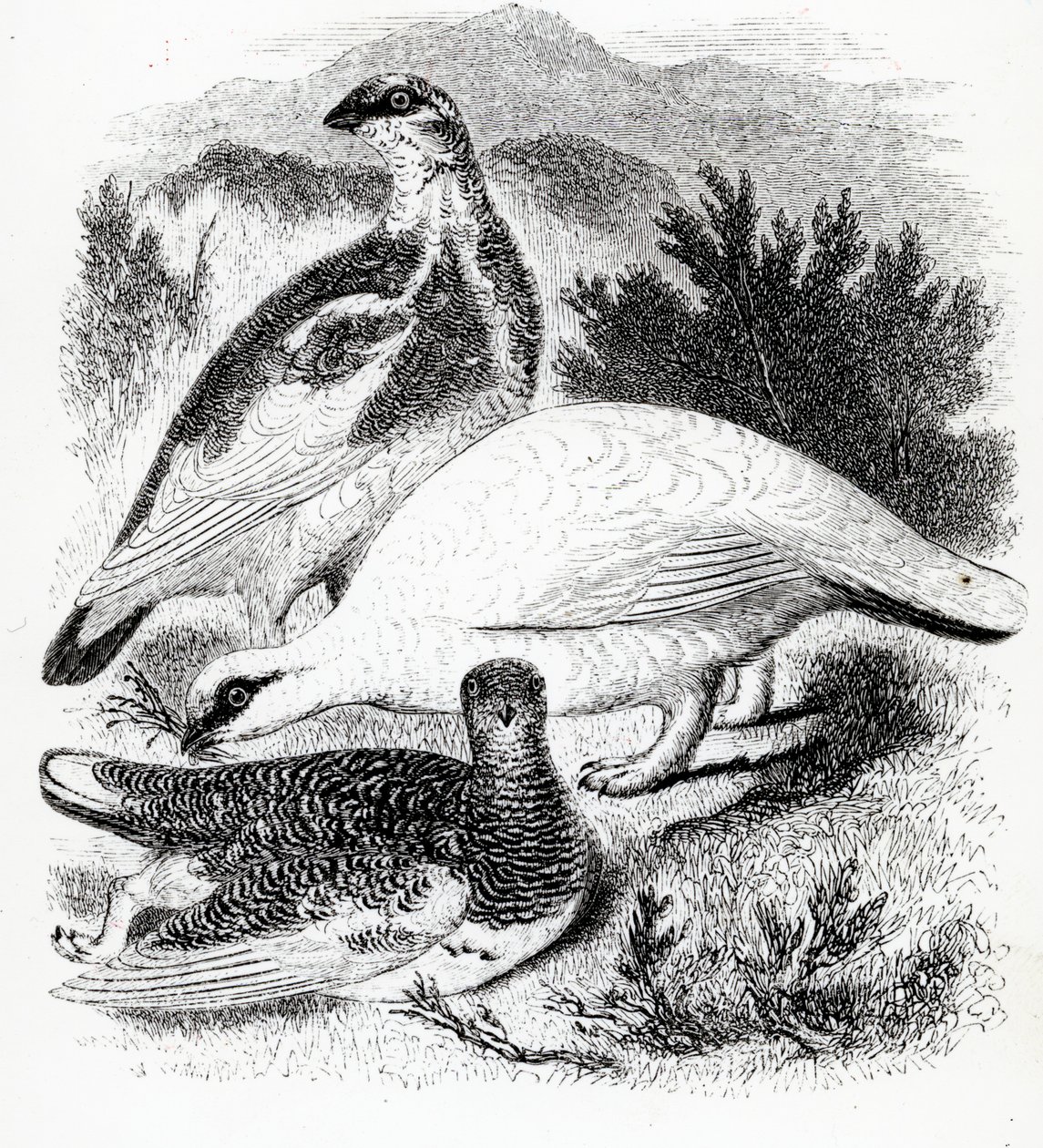 O Ptarmigan, ilustração de "A History of British Birds", de William Yarrell, publicado pela primeira vez em 1843 de William Yarrell